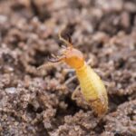 8 Tips to Detect Termites and 5 Prevention Strategies for Melbourne Homeowners