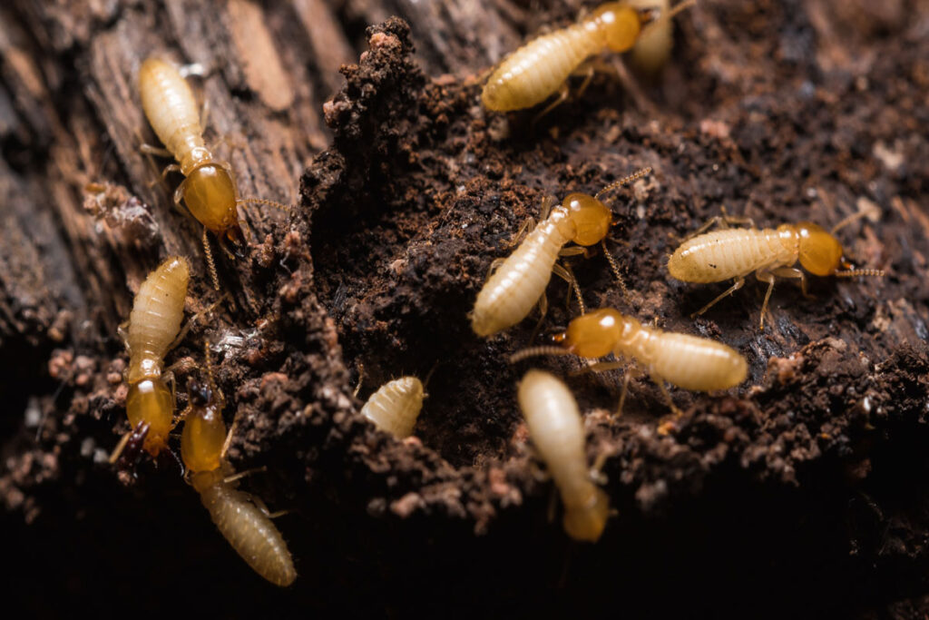 termites control