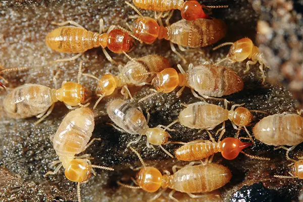 Common Types of Termites