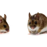 Difference Between Rats vs Mice