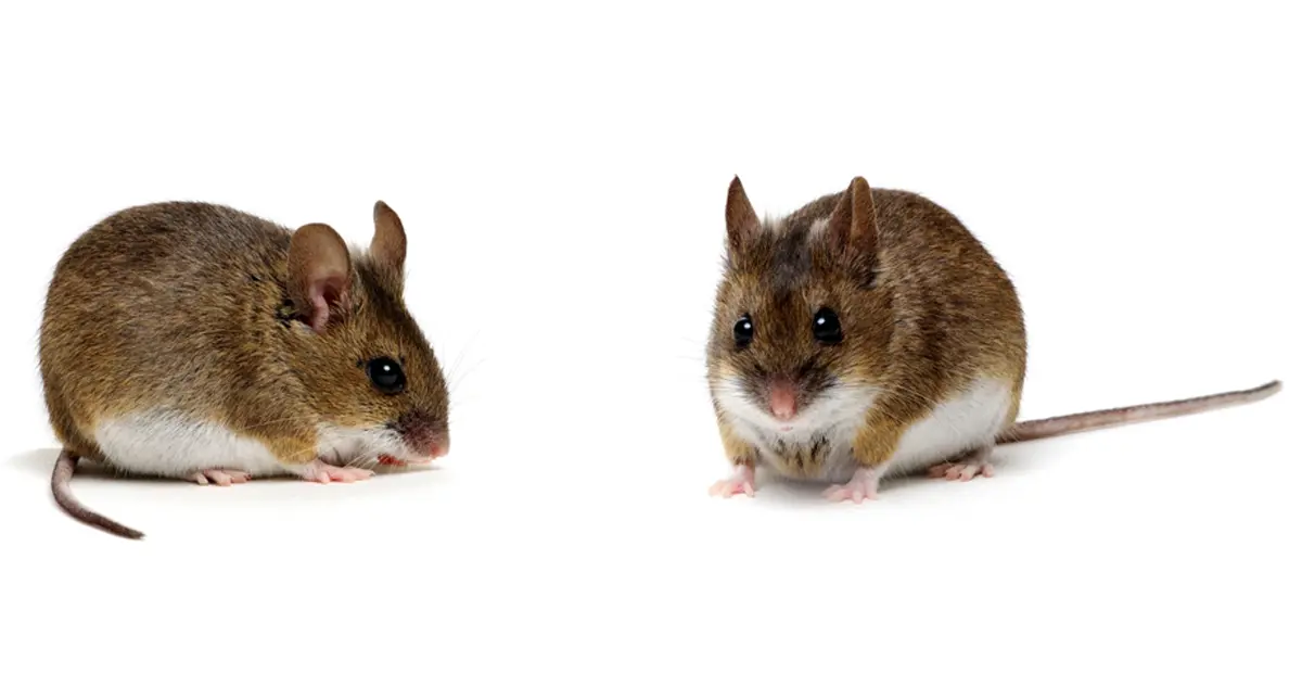 Difference Between Rats vs Mice