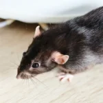 What Are the Types of Rodents in Melbourne