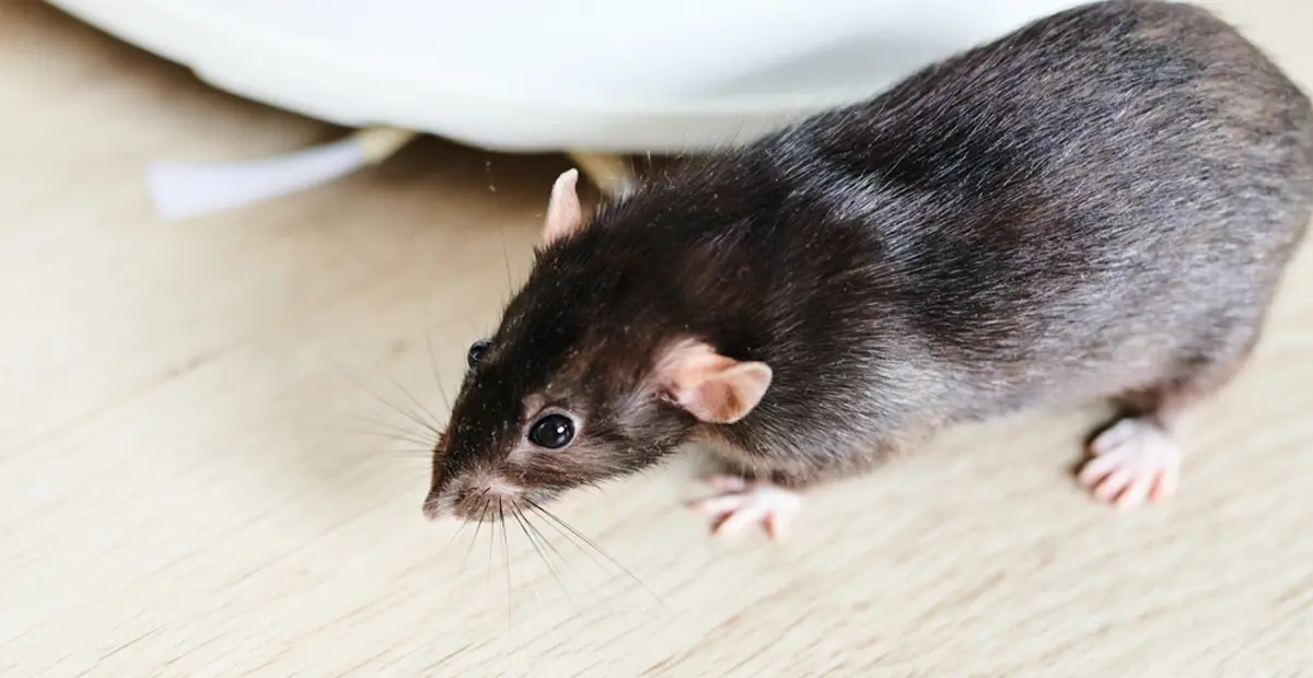 What Are the Types of Rodents in Melbourne