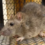 How Much Does Rodent Control Cost