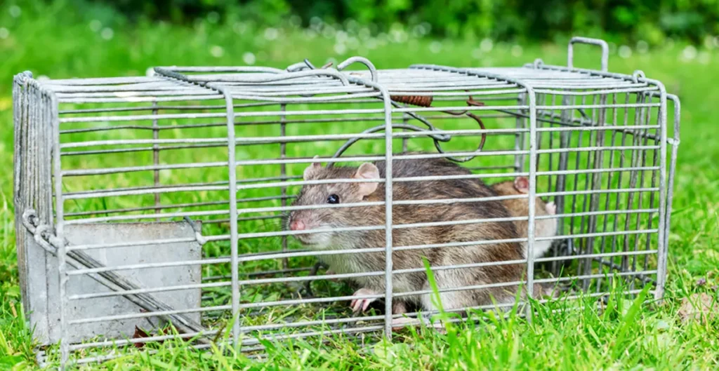 Rat Control Methods