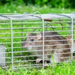 Rat Control Methods