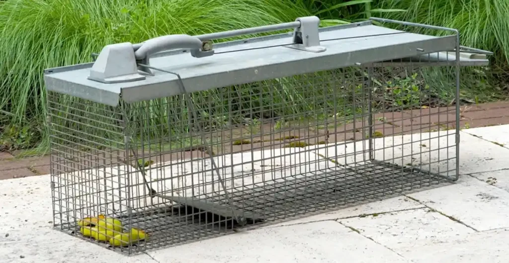 What is Rodent Control?