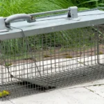 What is Rodent Control