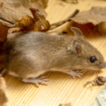 Do House Mice Carry Diseases