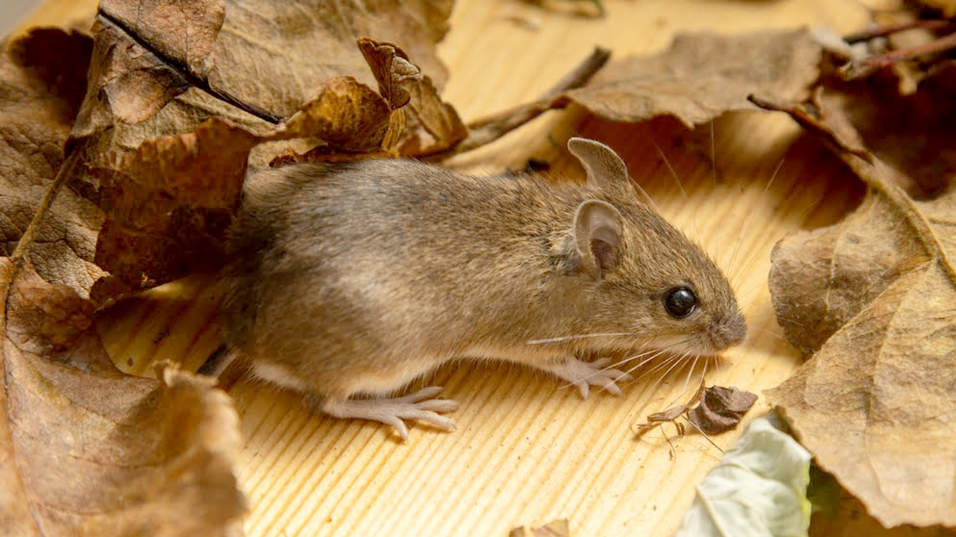 Do House Mice Carry Diseases