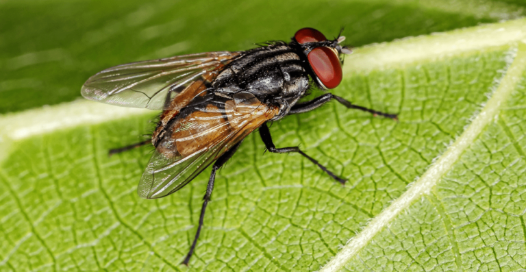 How Long Do House Flies Live - A Complete Life Cycle of Fly