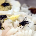 What Causes Fly Infestation