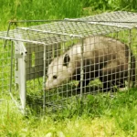 how to trap possum