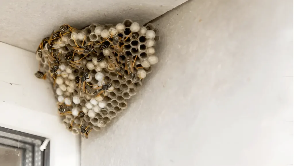 How to Get Rid of Wasps Nest