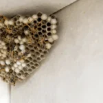 How to Get Rid of Wasps Nest