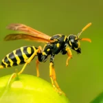 what are wasps