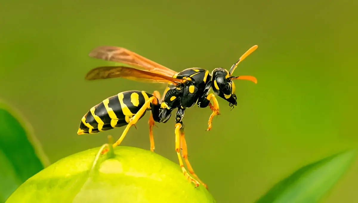 what are wasps