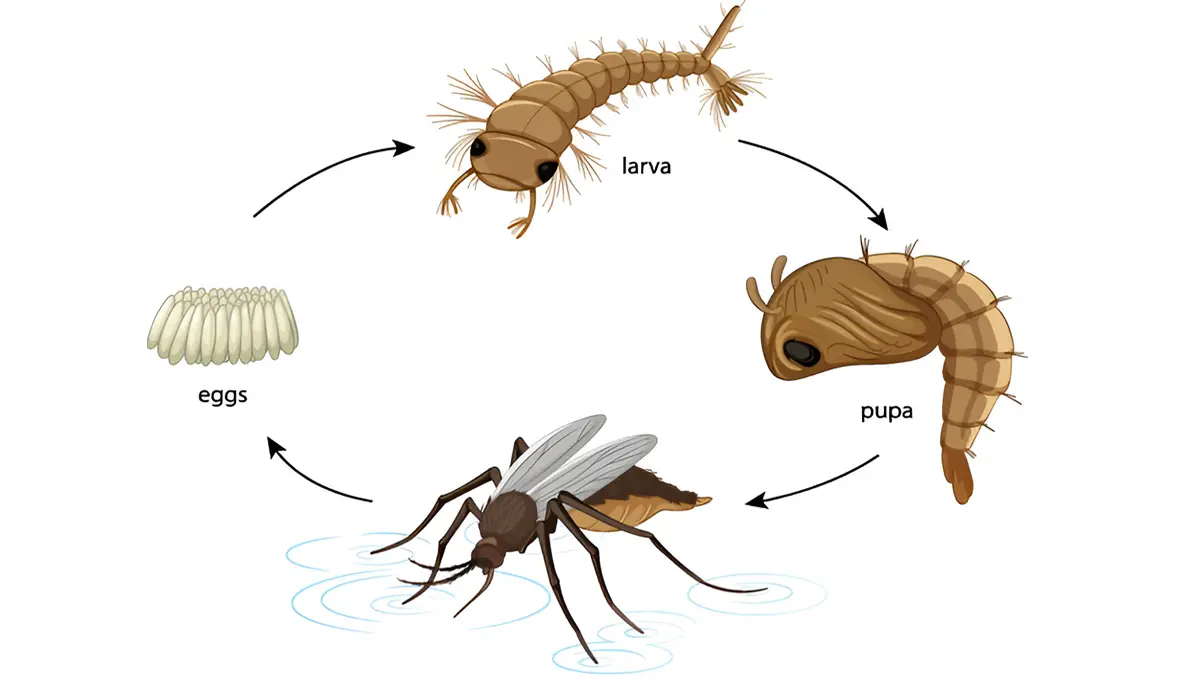 How Long Do Mosquitoes Live Life Cycle of Mosquito