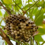 How do Wasps Build Nests