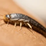 Where Do Silverfish Come From
