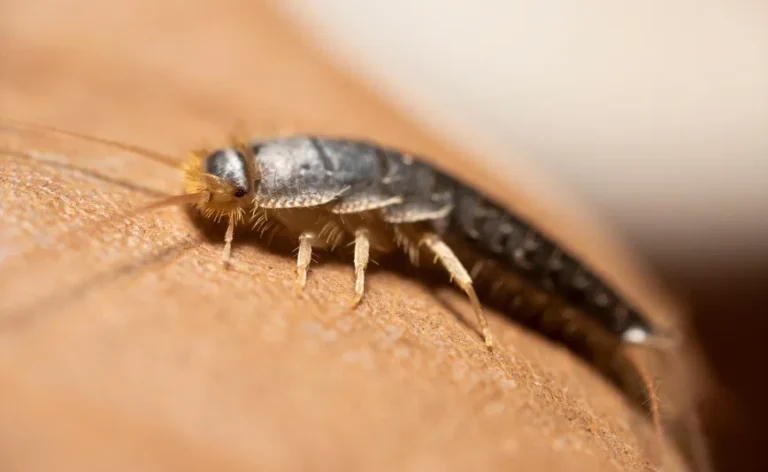 Where Do Silverfish Come From