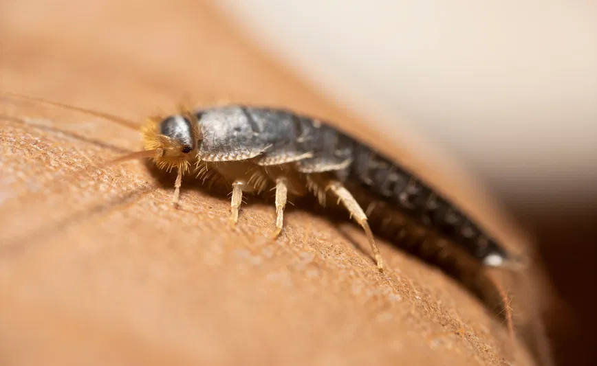 Where Do Silverfish Come From