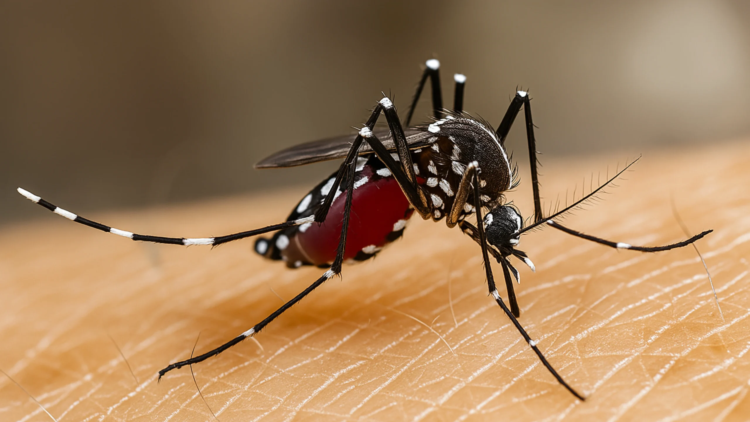 Commercial Pest Control Expert