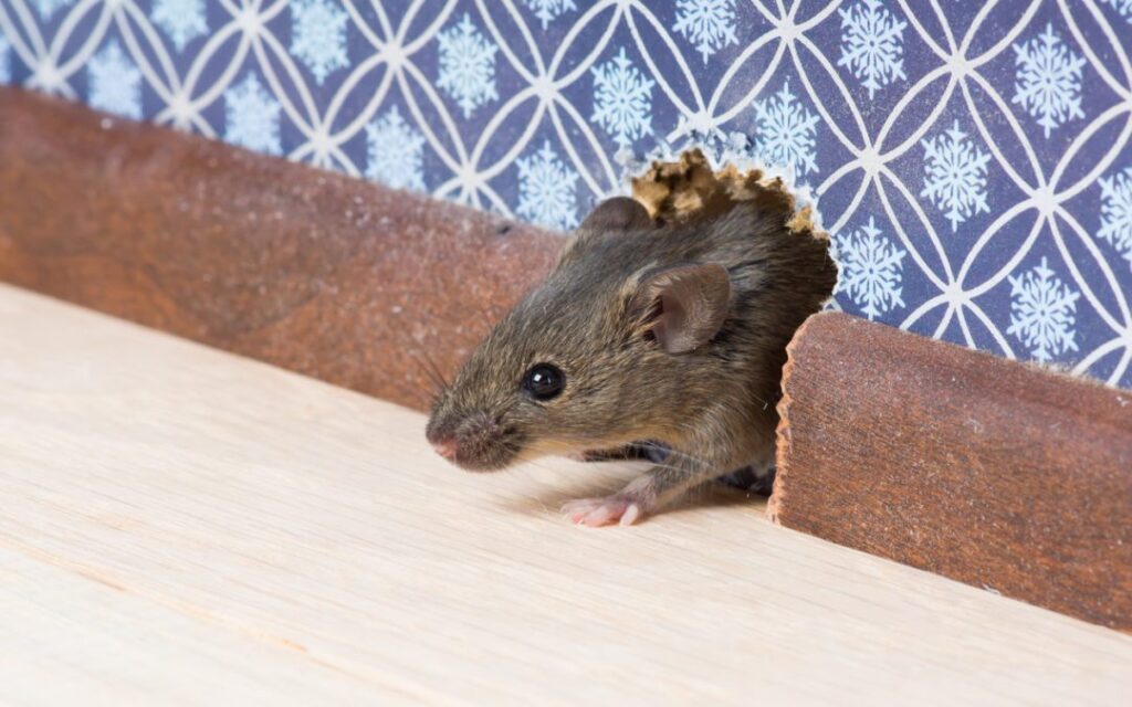 Mouse emerging from a hole in the wall, a common sign of rodent infestation in your property