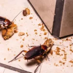 Cockroaches on kitchen floor with food crumbs showing signs of pest infestation