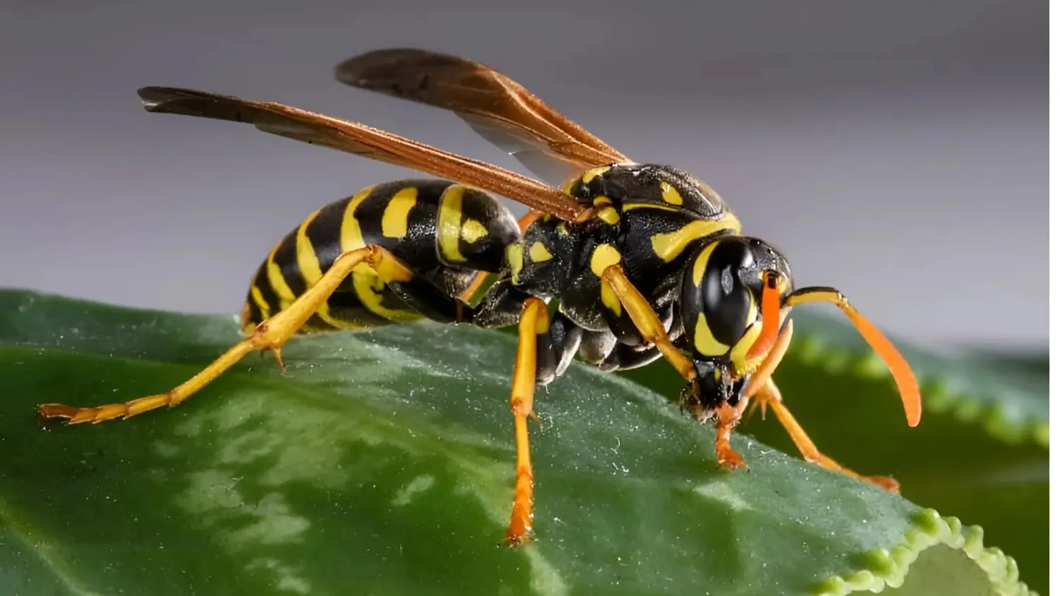 Commercial Pest Control Expert