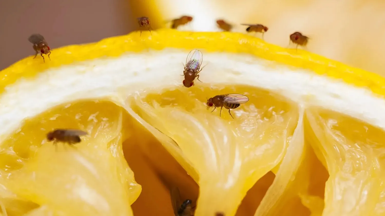 Commercial Pest Control Expert