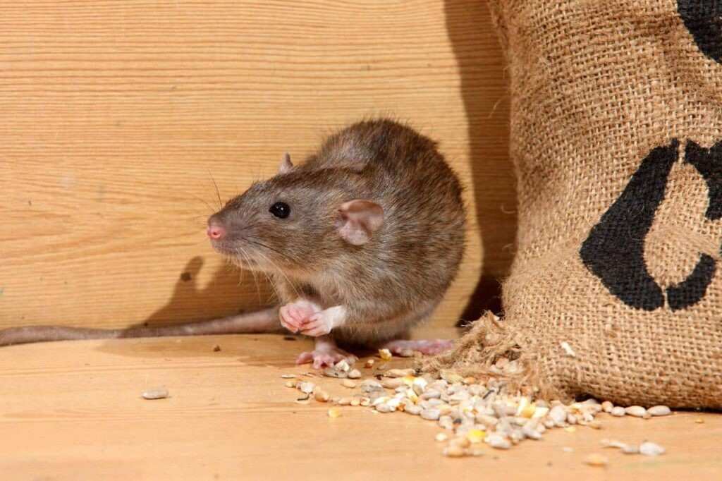 A brown rat inside a wooden enclosure near a burlap sack spilling grains, showing signs of a rodent infestation in a house