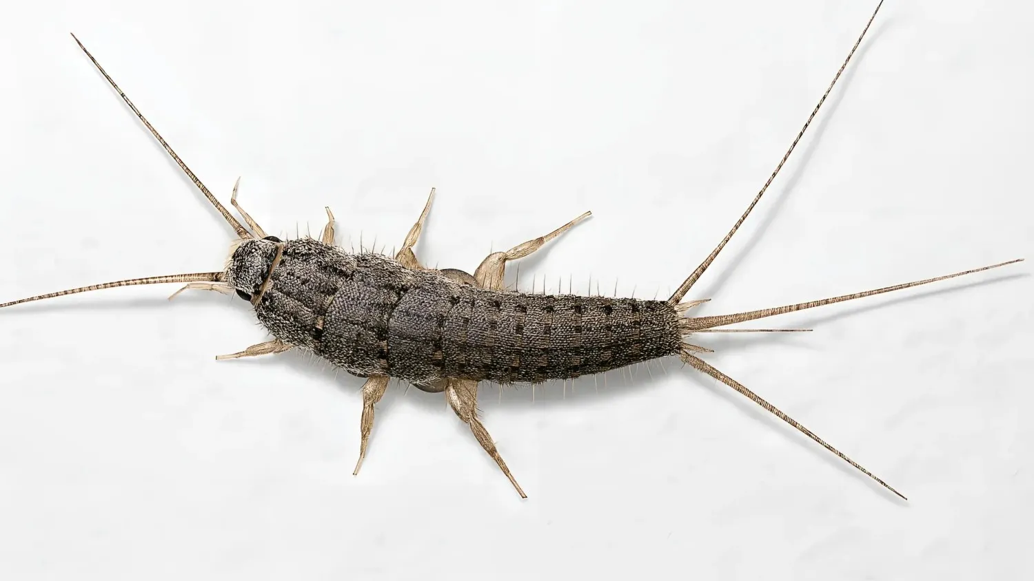 Commercial Pest Control Expert