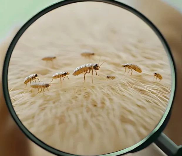 Magnifying glass revealing flea infestation on human skin demanding immediate flea infestation removal