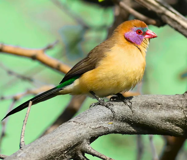 Small songbird in natural habitat highlighting bird infestation prevention needs