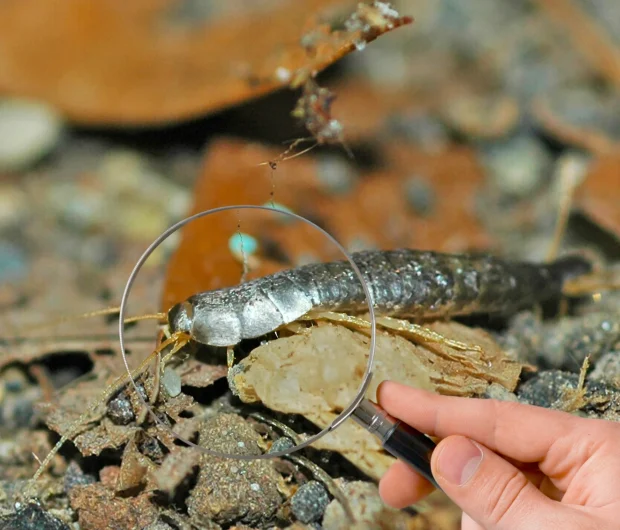 Silverfish inspection technique using magnifying glass for proper pest identification outdoors