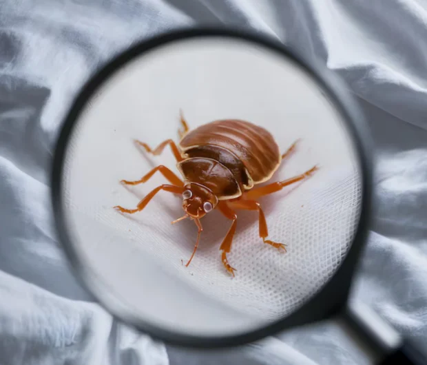 Professional bed bug inspection using magnifying glass to examine small brown insect on white bedding fabric