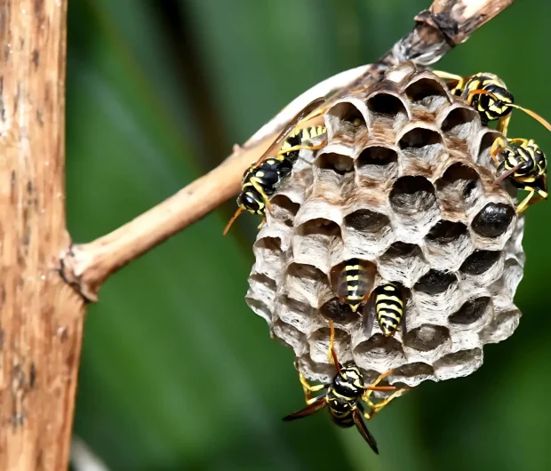Professional wasp inspection reveals active paper nest with yellow wasps on wooden structure