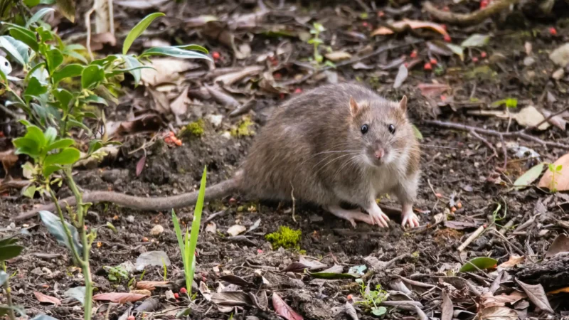 Norway Rats/ Brown Rats Norway Rats/ Brown Rats