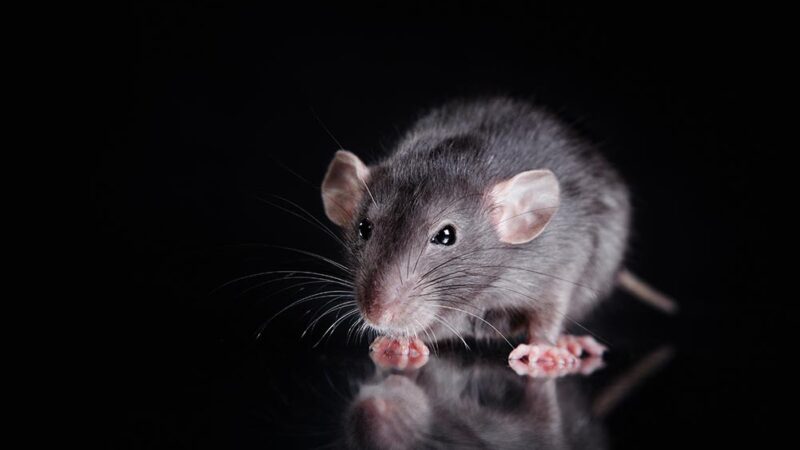 Roof Rats / Black Rats Roof Rats / Black Rats