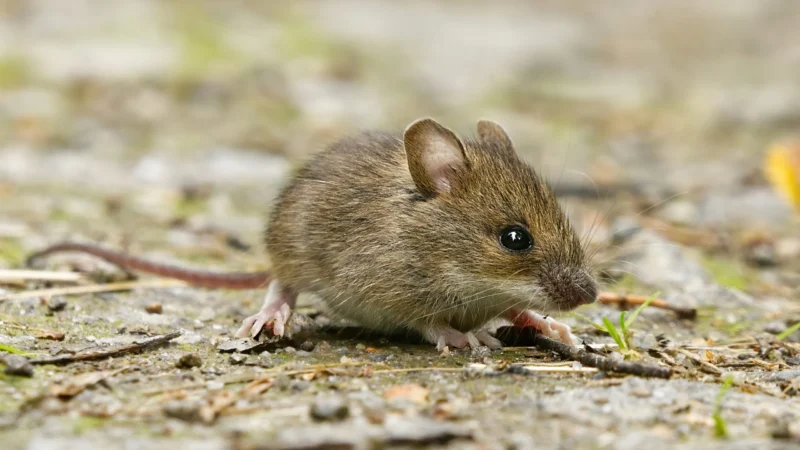 House Mice House Mice