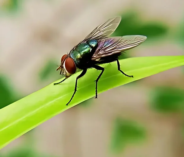 Green metallic fly on grass blade indicating potential fly infestation problem in outdoor area