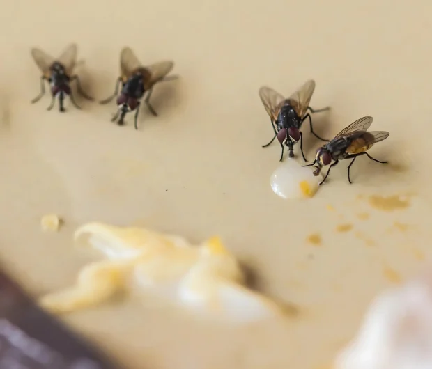 Professional fly inspection reveals multiple house flies feeding on food surface requiring treatment