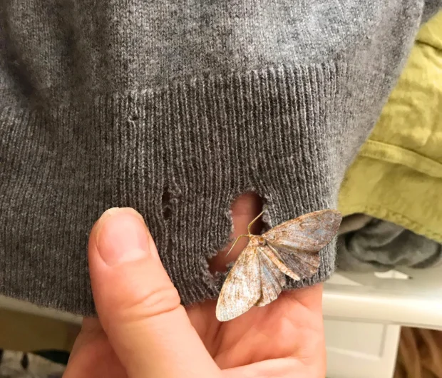 Hand holding small brown moth near damaged wool sweater during clothes moth inspection process