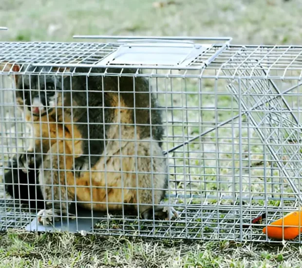How To Get Rid of Possums In Roof