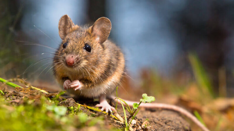 mouse mouse